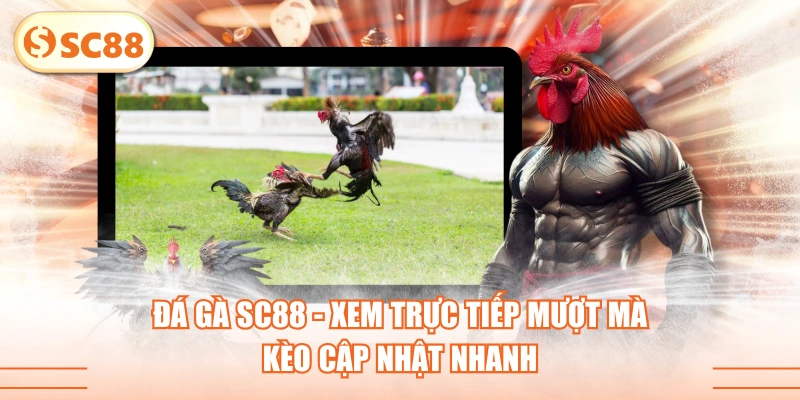 Đá Gà SC88 - Xem Trực Tiếp Mượt Mà, Kèo Cập Nhật Nhanh